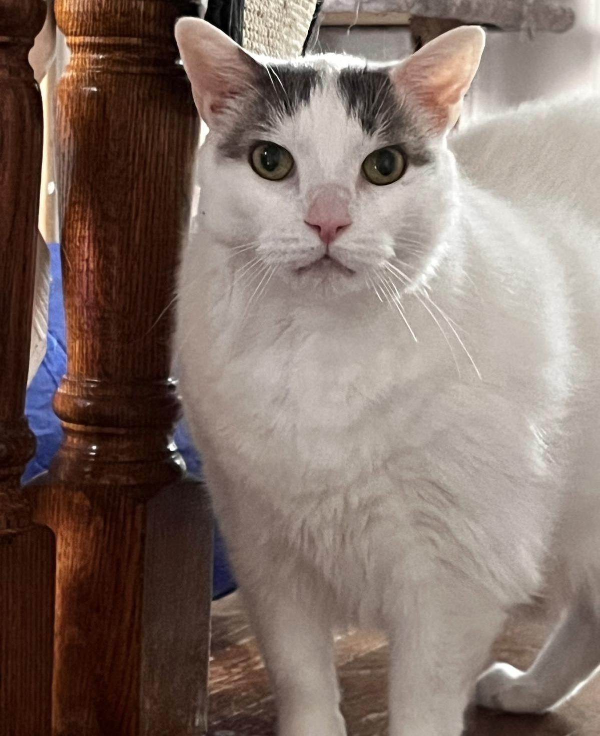 Enlarge Luna *diabetic, special needs*, a Adoptable Domestic Short Hair in Toronto, ON image 4/6