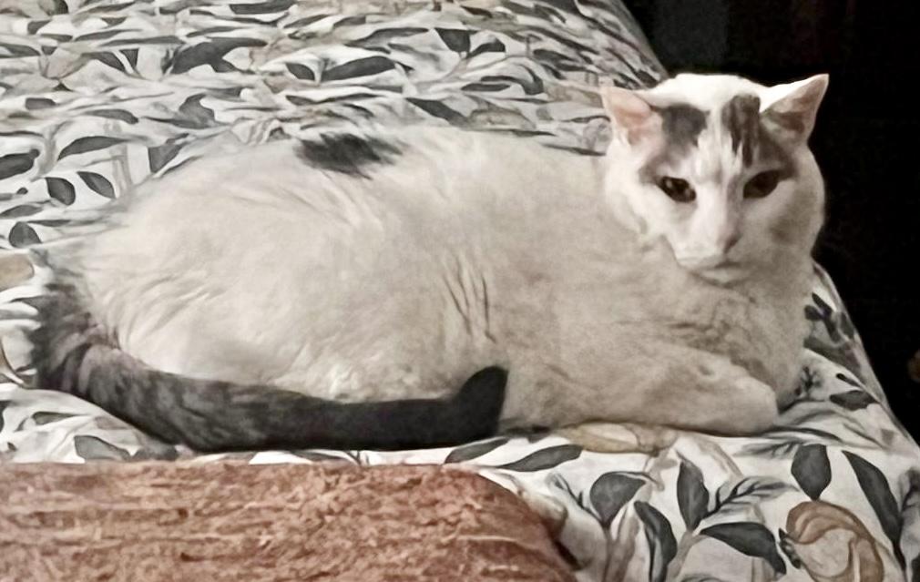 Enlarge Luna *diabetic, special needs*, a Adoptable Domestic Short Hair in Toronto, ON image 6/6