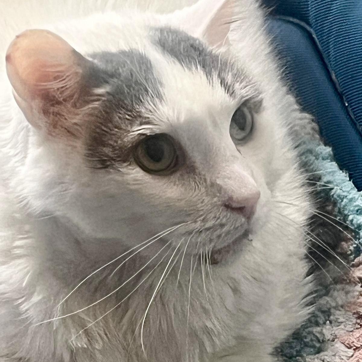 Luna *diabetic, special needs* — thumbnail 2