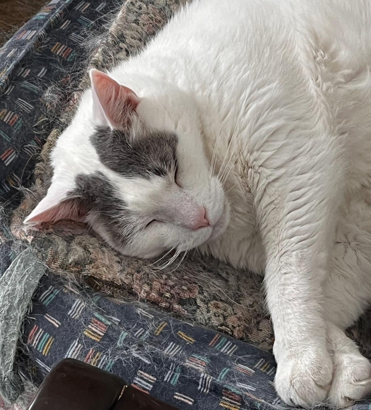 Enlarge Luna *diabetic, special needs*, a Adoptable Domestic Short Hair in Toronto, ON image 5/6