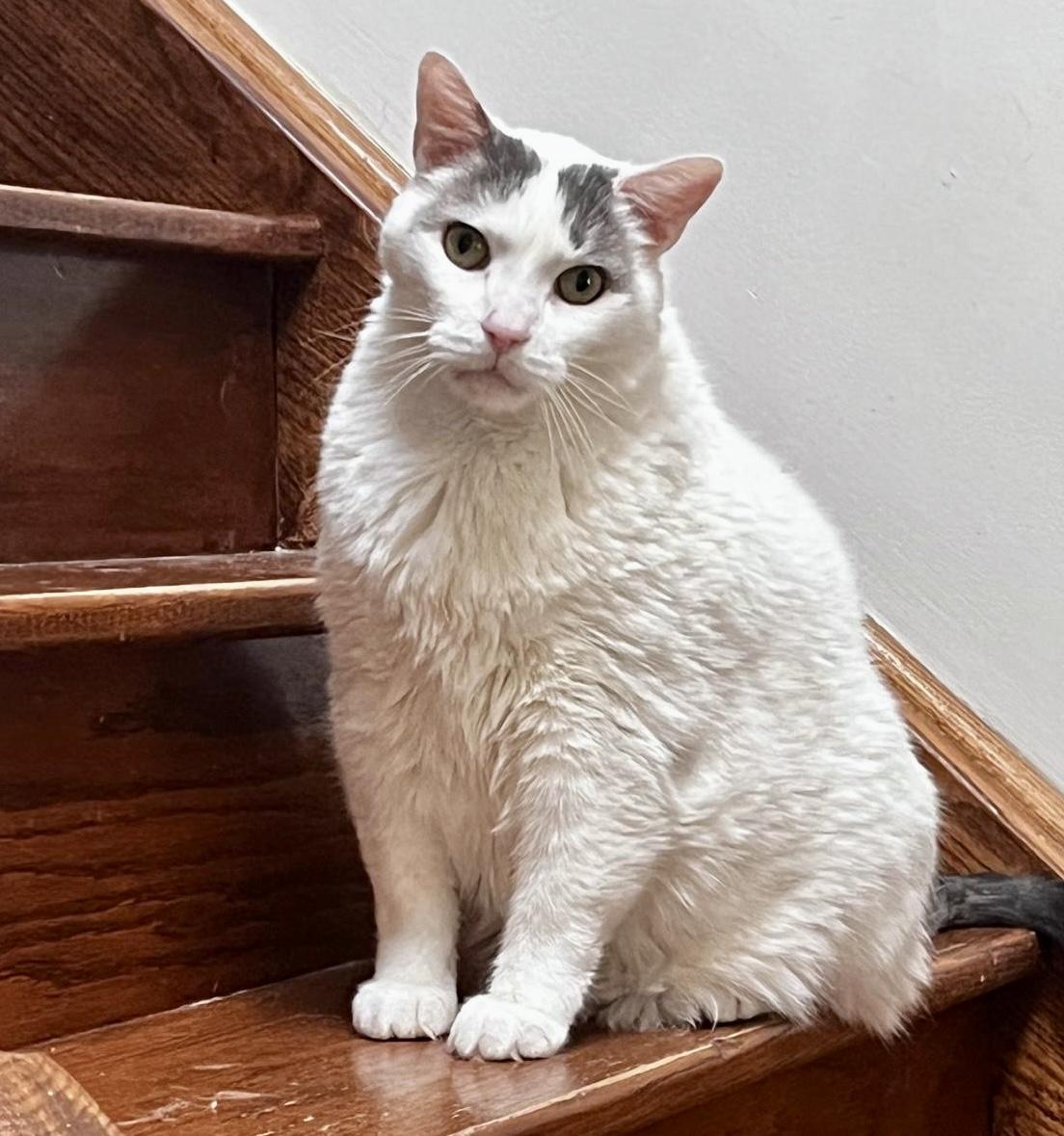 Enlarge Luna *diabetic, special needs*, a Adoptable Domestic Short Hair in Toronto, ON image 5/6