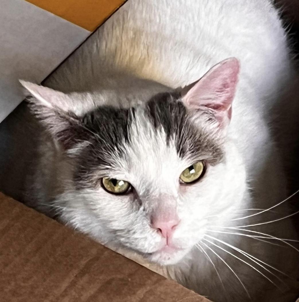 Enlarge Luna *diabetic, special needs*, a Adoptable Domestic Short Hair in Toronto, ON image 1/6