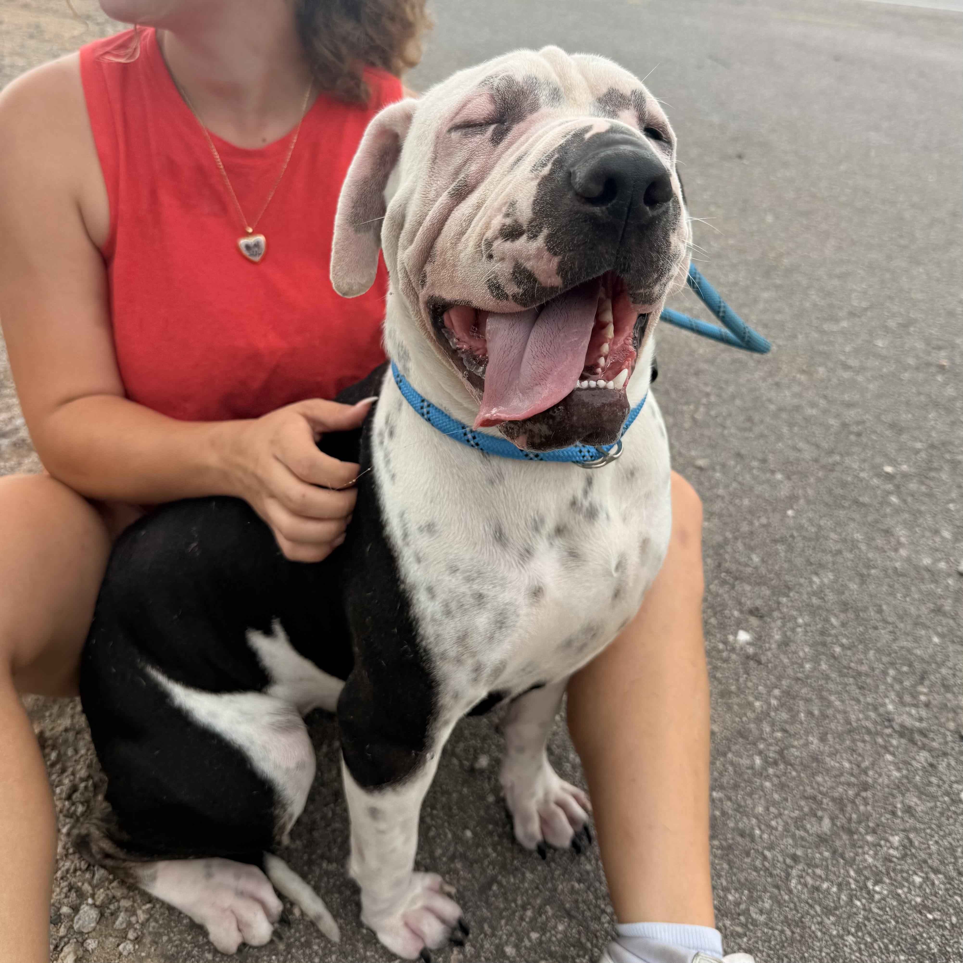 Enlarge Superstar, a Adoptable mixed breed in Columbia, SC image 5/6