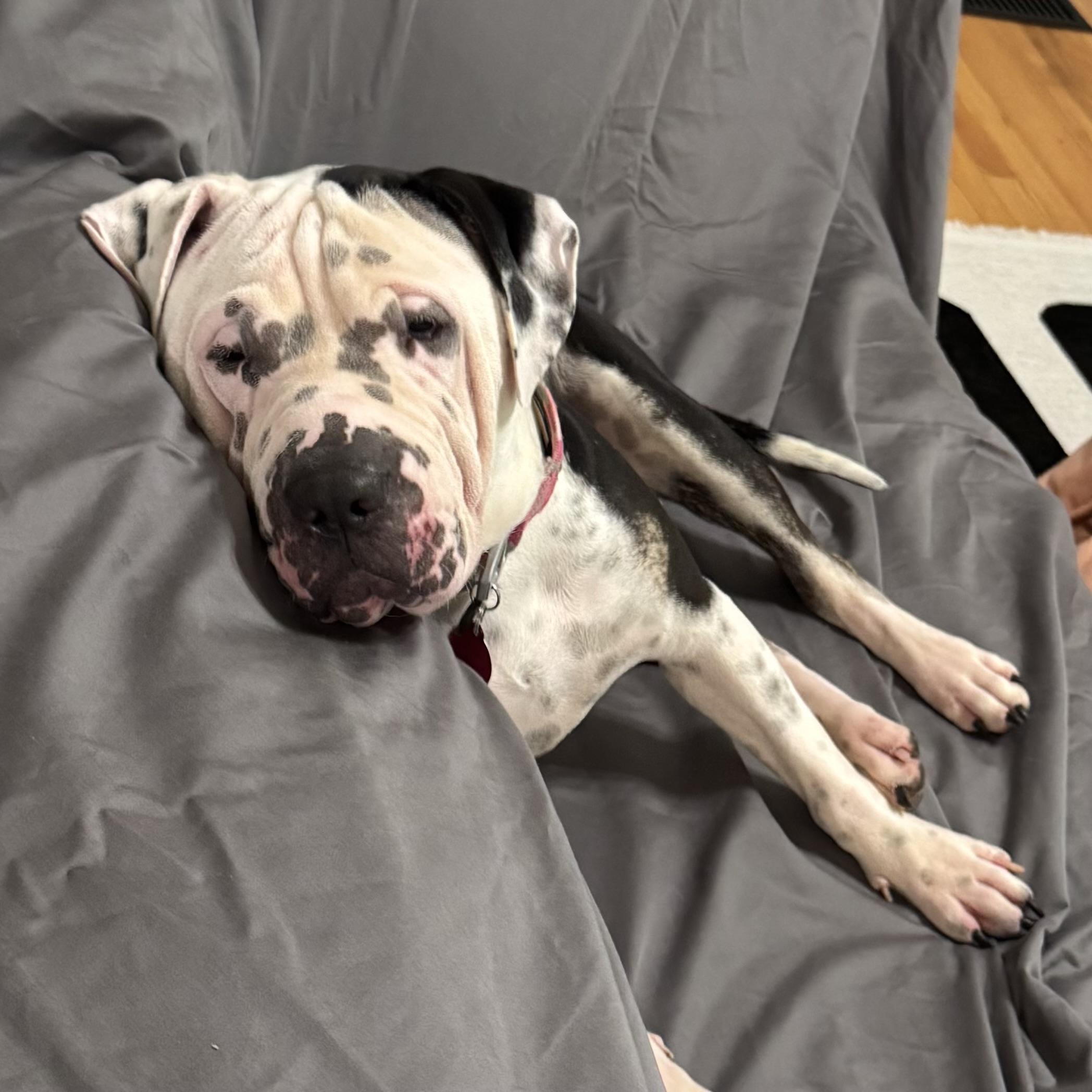 Enlarge Superstar, a Adoptable mixed breed in Columbia, SC image 3/6