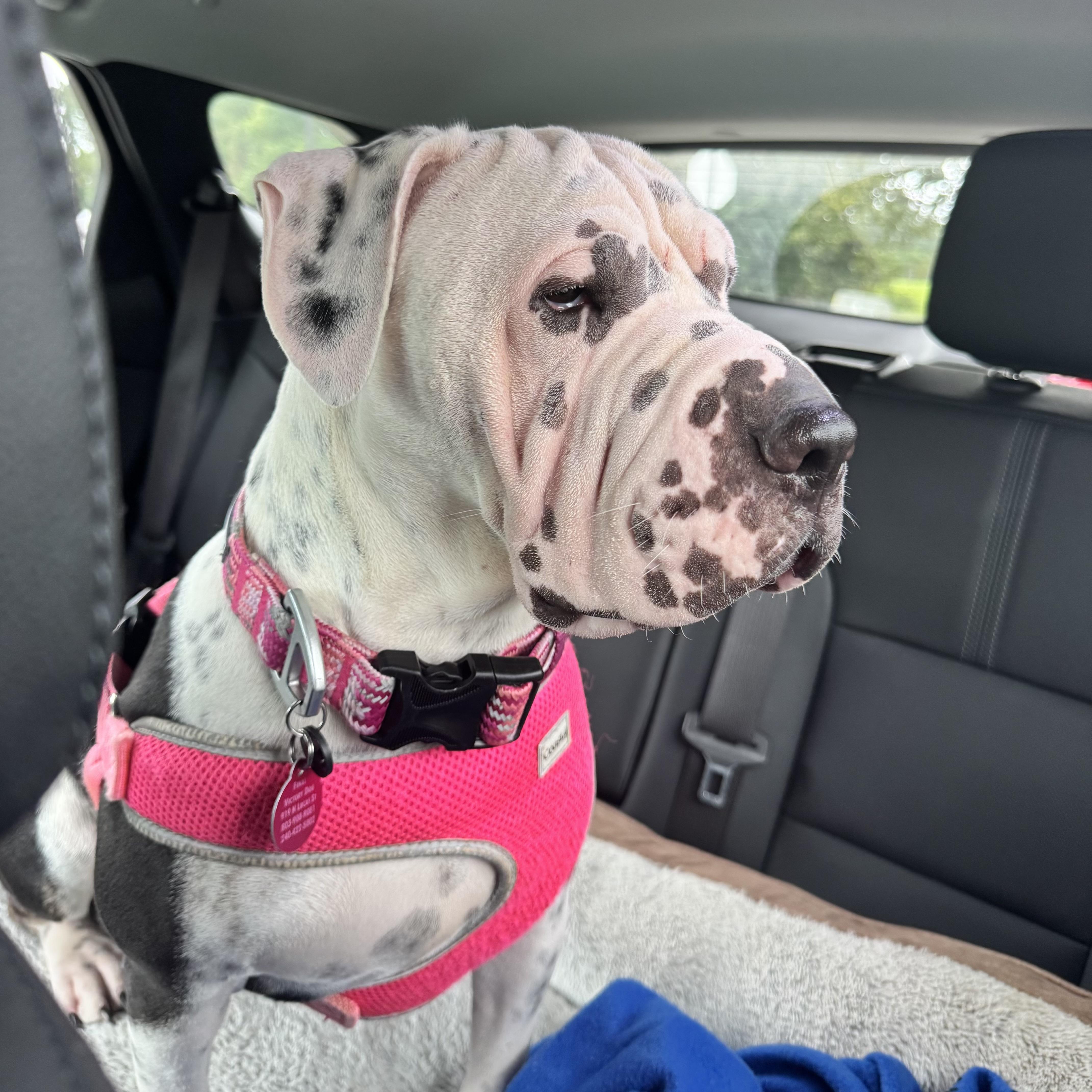 Enlarge Superstar, a Adoptable mixed breed in Columbia, SC image 6/6