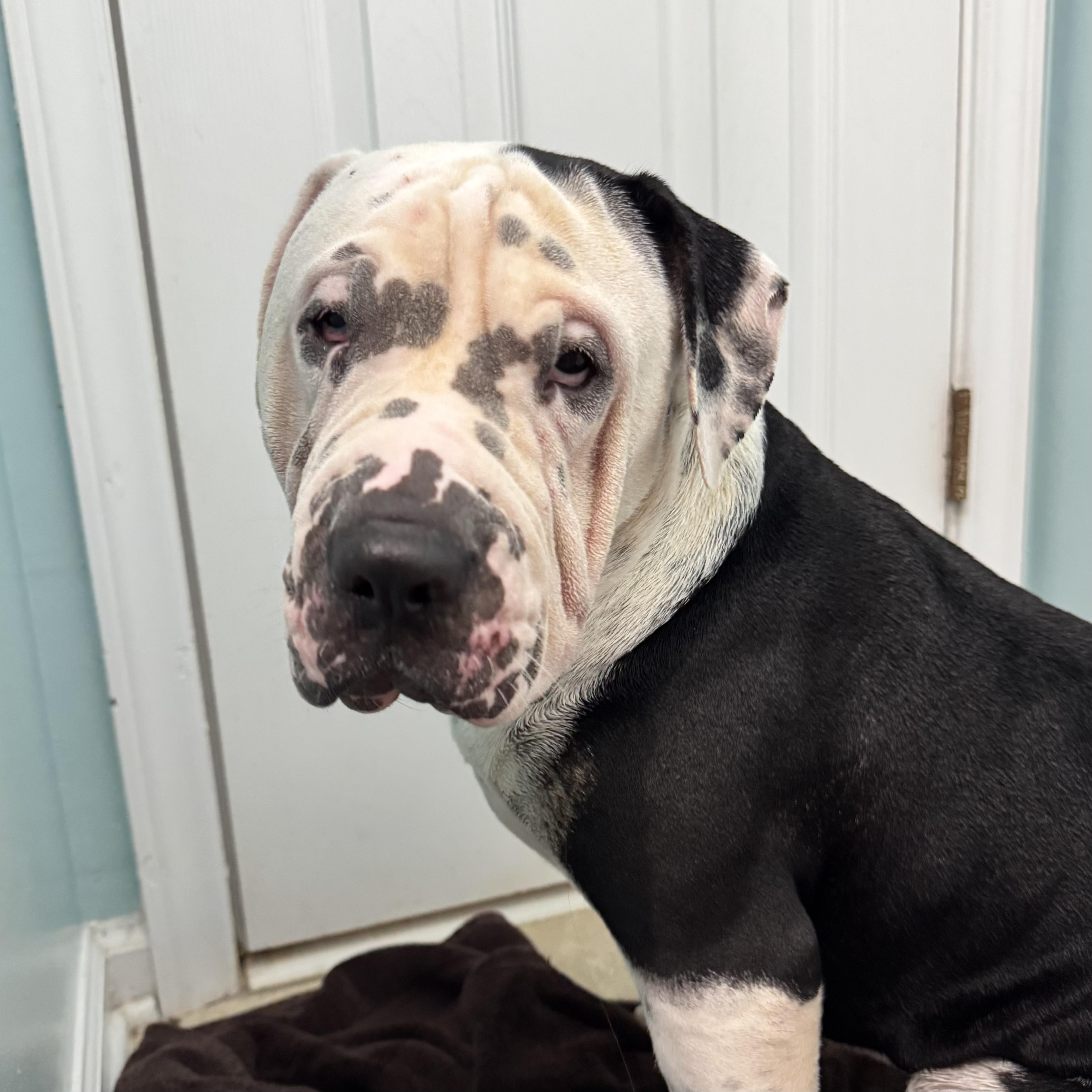 Enlarge Superstar, a Adoptable mixed breed in Columbia, SC image 1/6