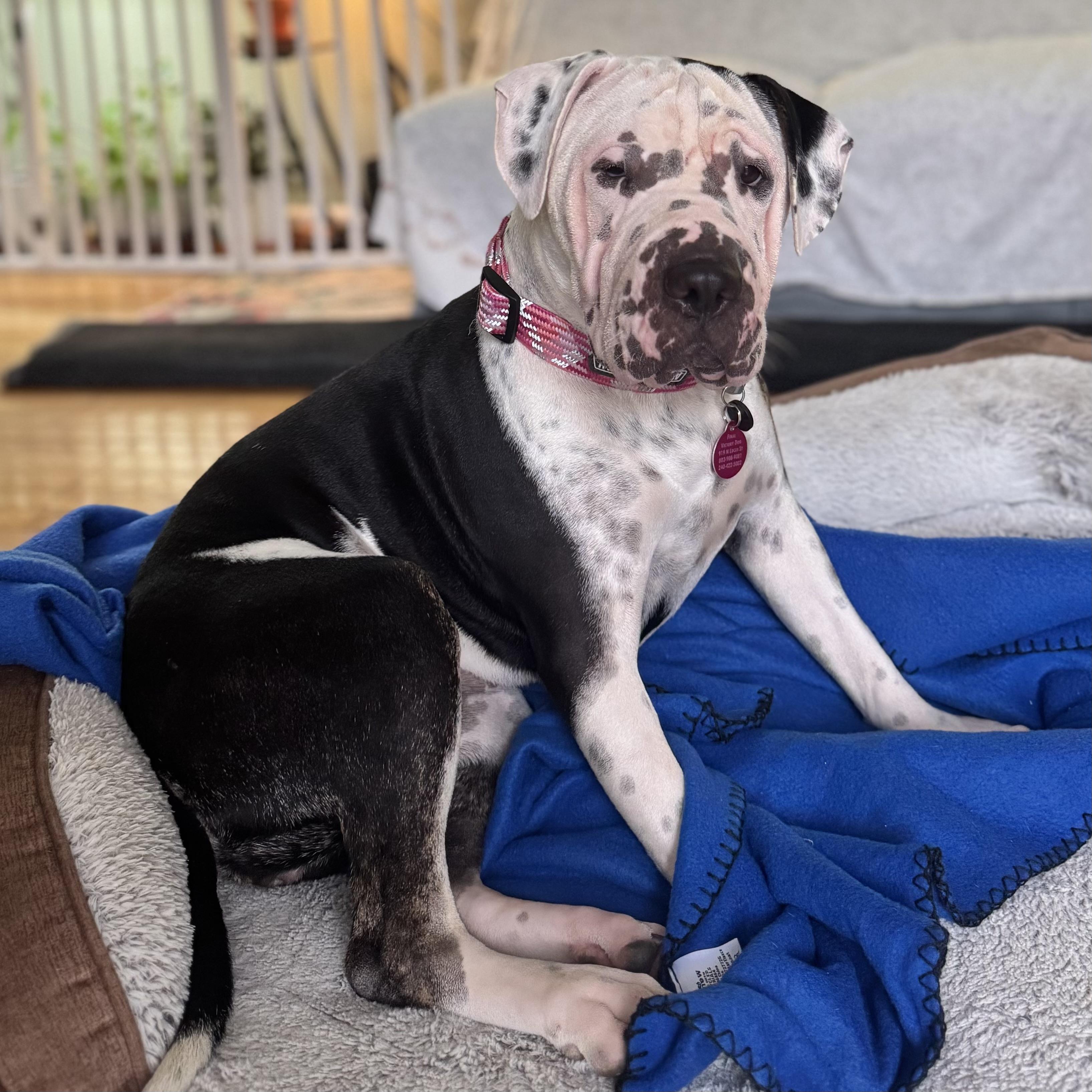Enlarge Superstar, a Adoptable mixed breed in Columbia, SC image 2/6