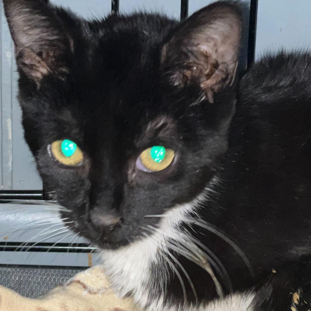 Chess, Adoptable, Kitten Female Domestic Short Hair.