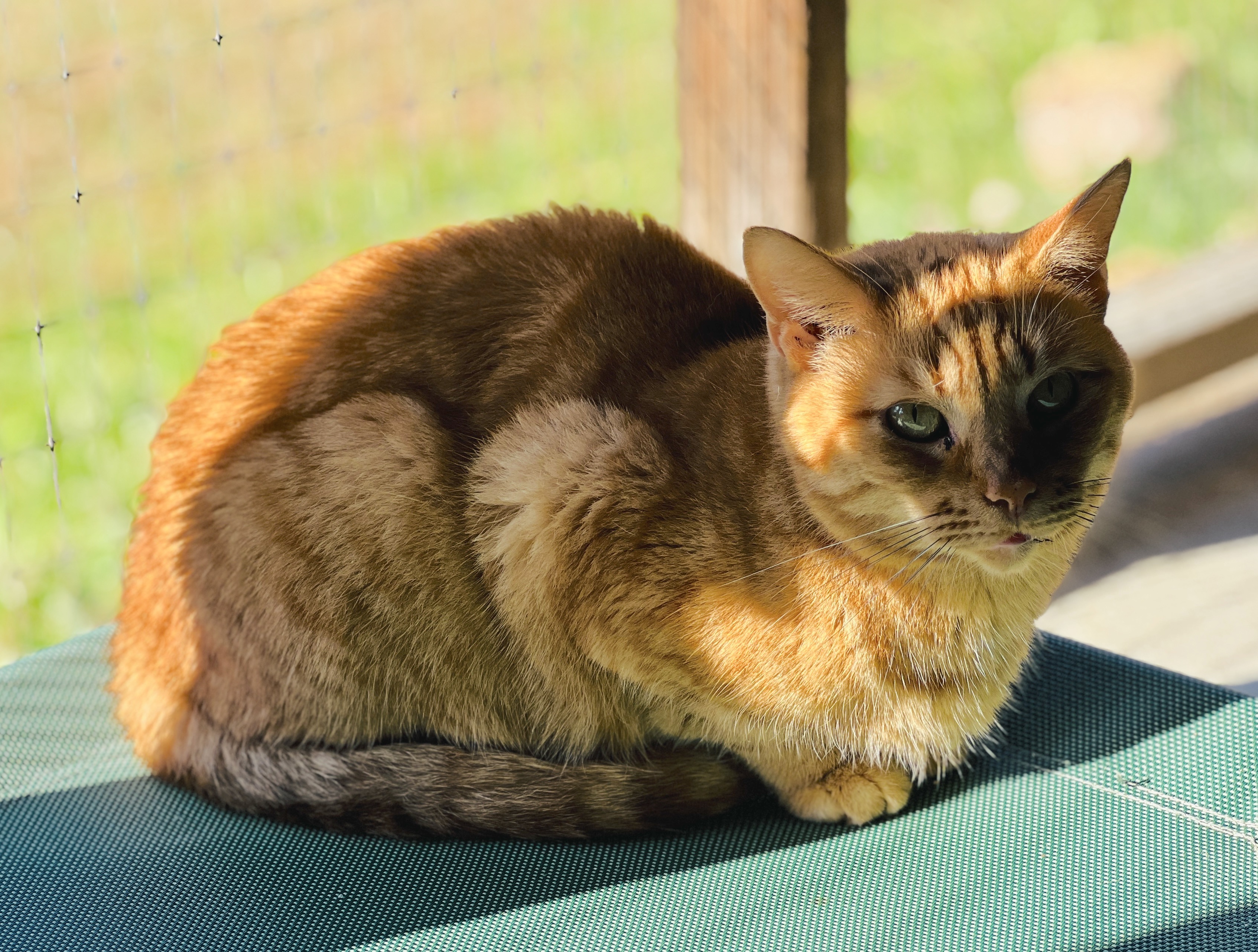 Itsy, Adult Female Tabby