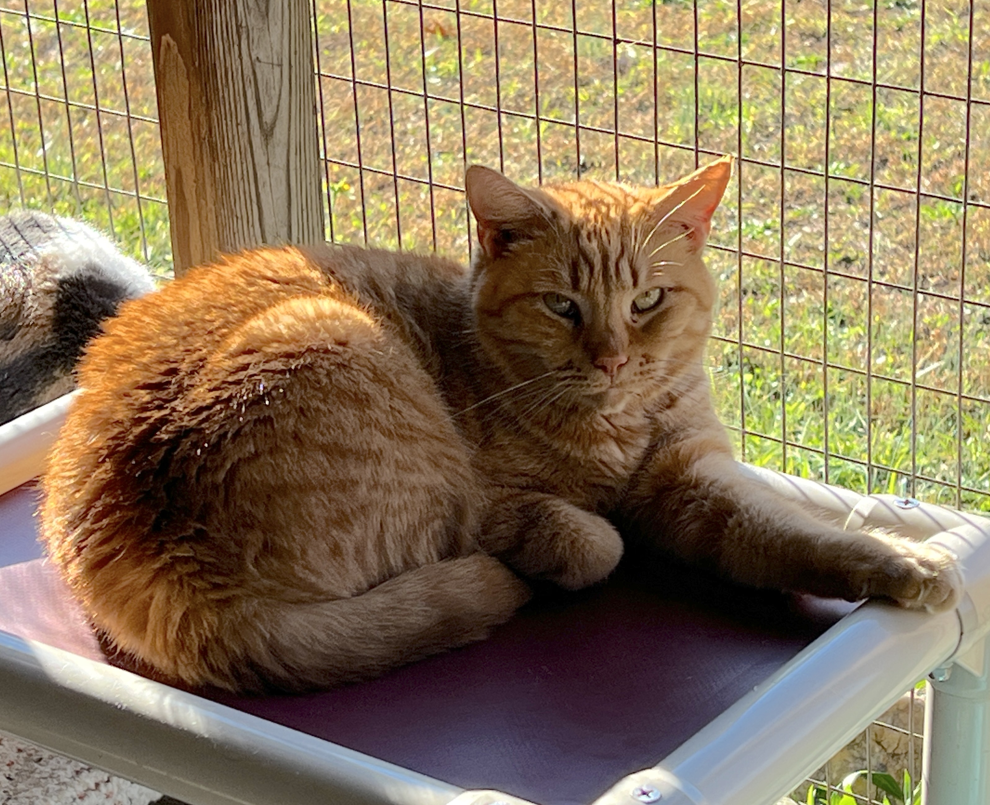 Itsy, a Adoptable Tabby in Palmyra, VA image 2/6