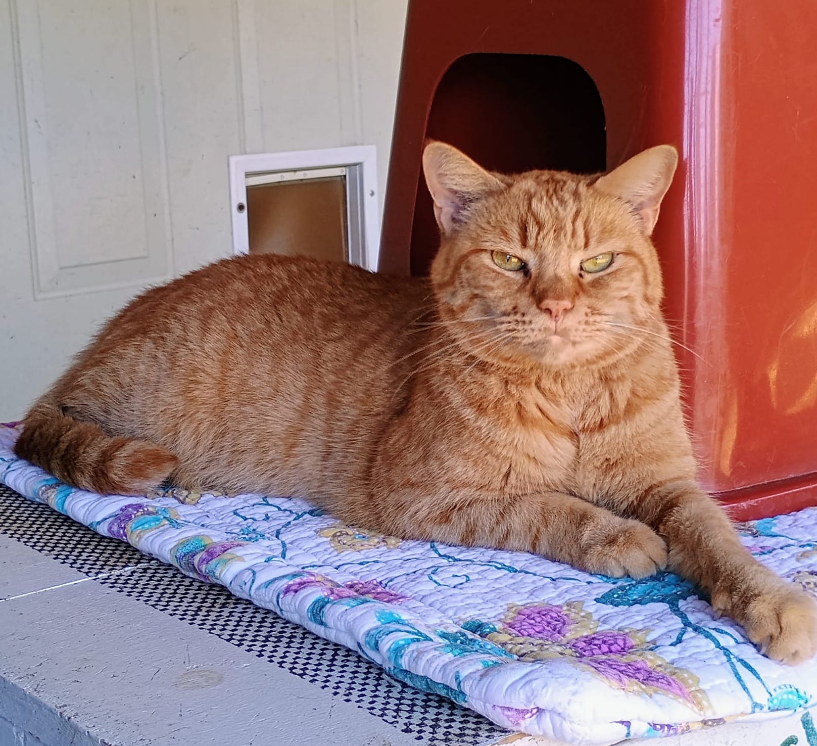 Itsy, a Adoptable Tabby in Palmyra, VA image 3/6