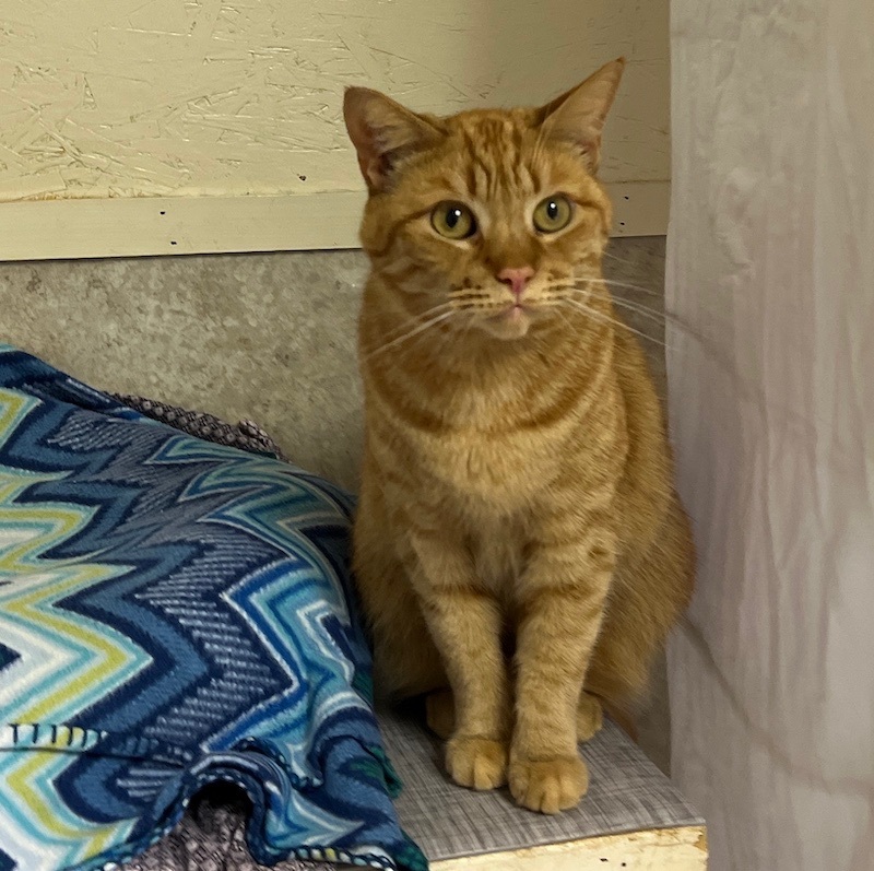 Itsy, a Adoptable Tabby in Palmyra, VA image 4/6