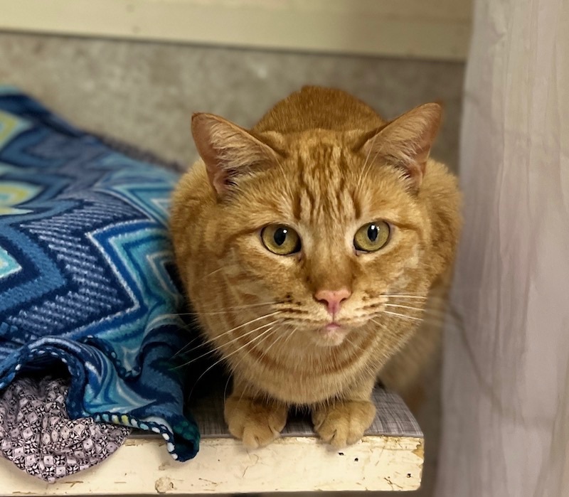 Itsy, a Adoptable Tabby in Palmyra, VA image 5/6