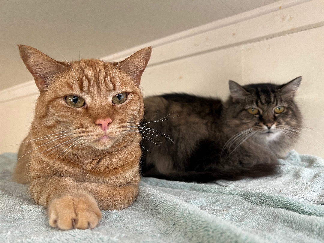 Itsy, a Adoptable Tabby in Palmyra, VA image 6/6