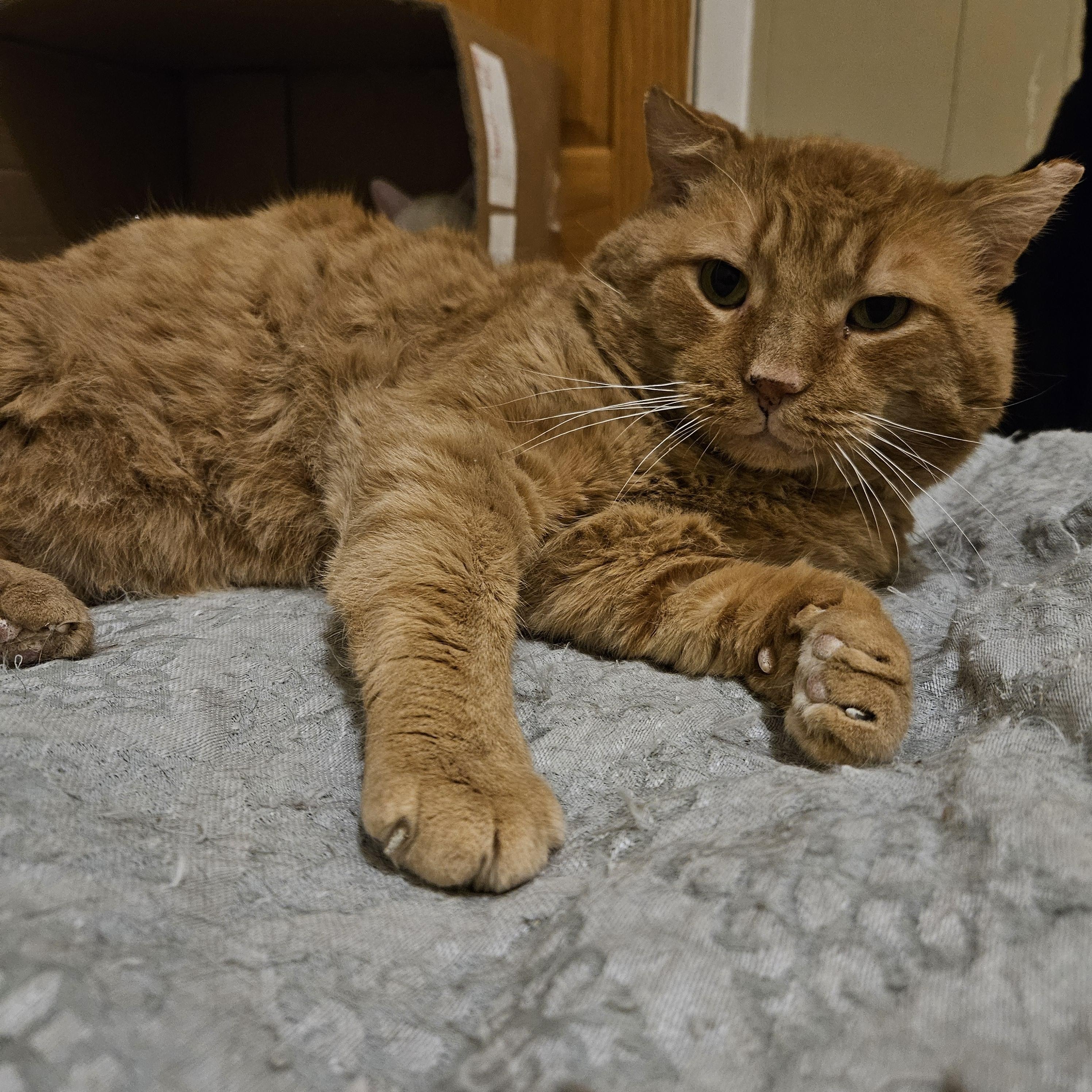 Garfield (FIV+), a ADOPTABLE Domestic Short Hair in Milwaukee, WI image 4/6
