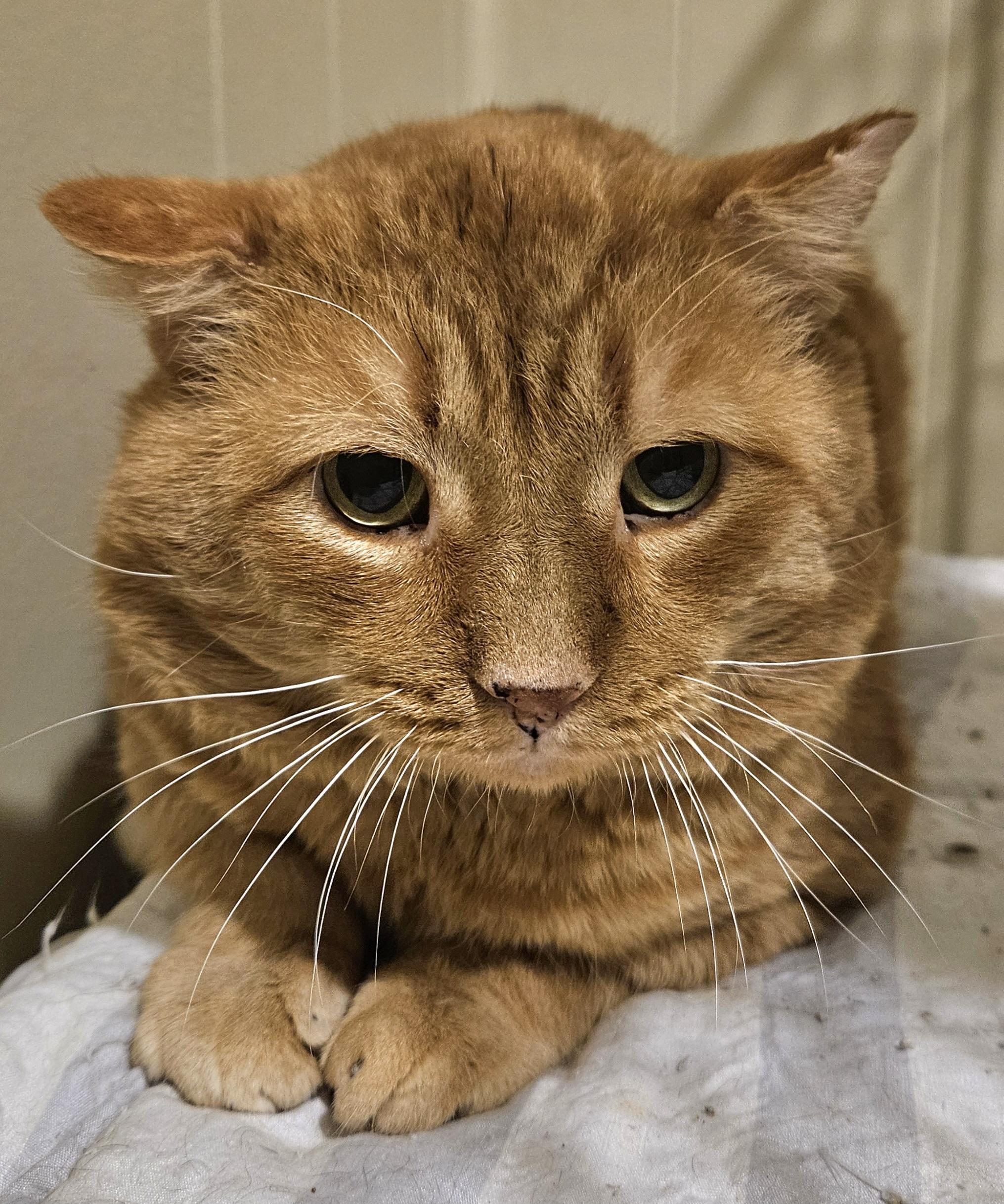 Garfield (FIV+), a ADOPTABLE Domestic Short Hair in Milwaukee, WI image 2/6