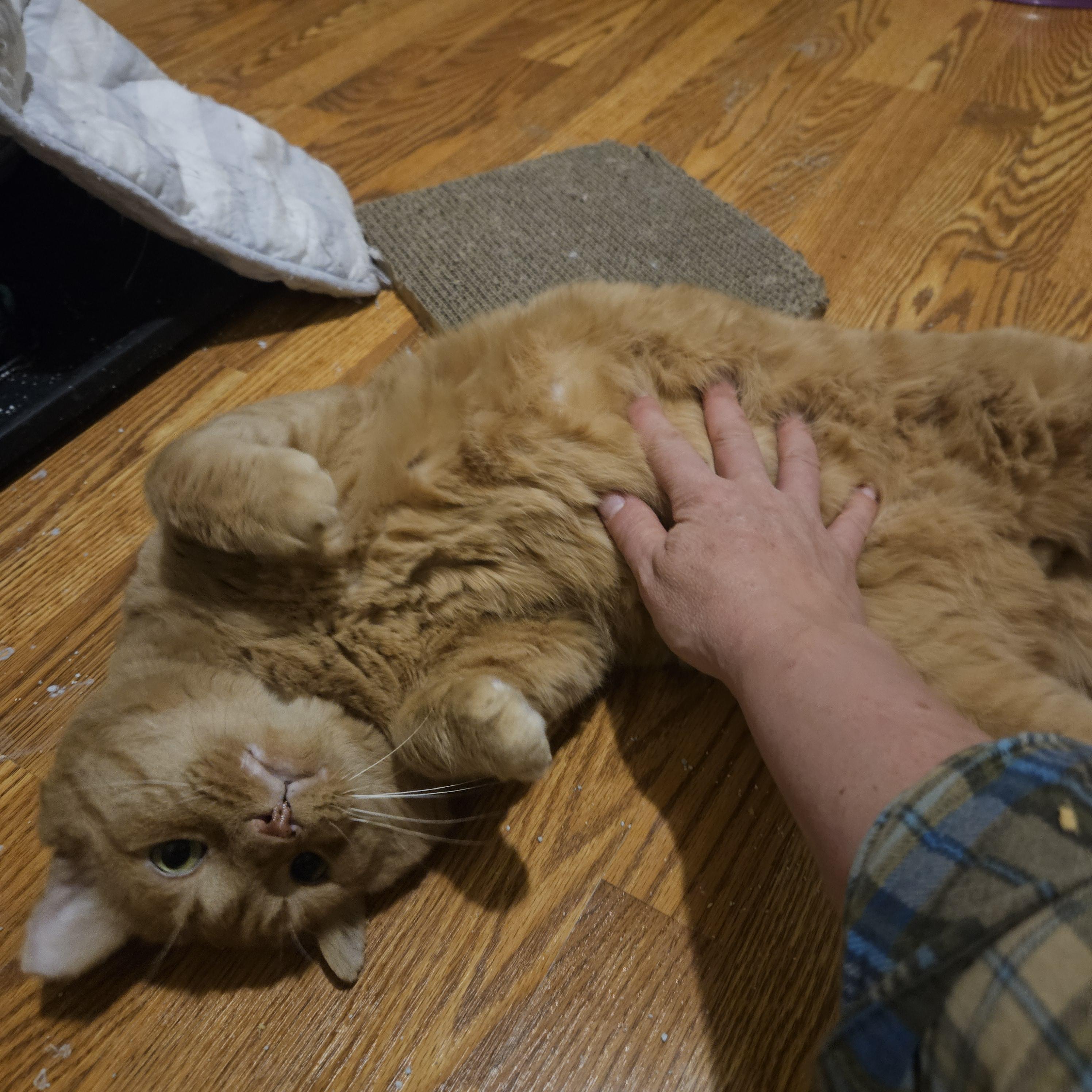 Garfield (FIV+), a ADOPTABLE Domestic Short Hair in Milwaukee, WI image 3/6