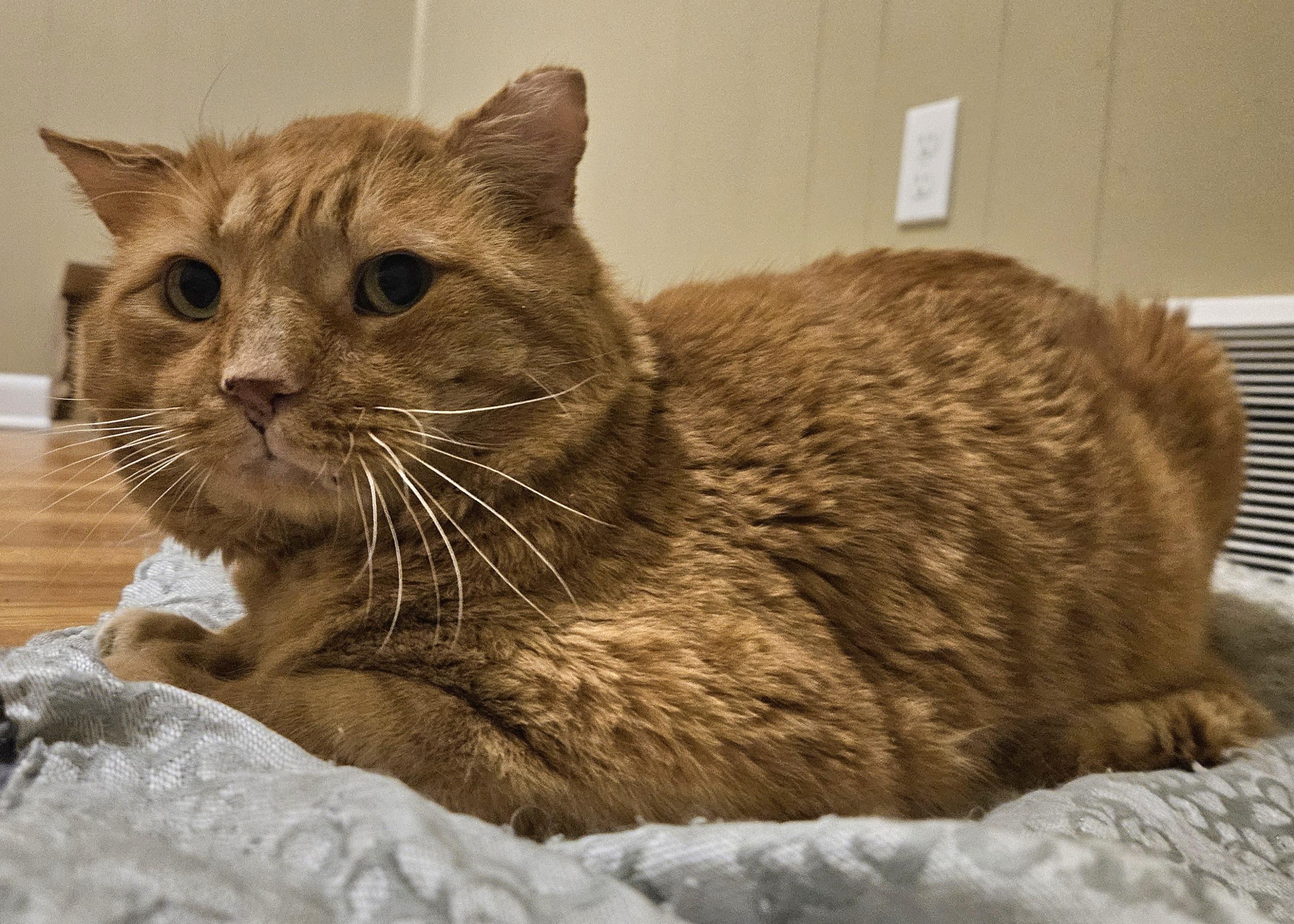 Garfield (FIV+), a ADOPTABLE Domestic Short Hair in Milwaukee, WI image 5/6