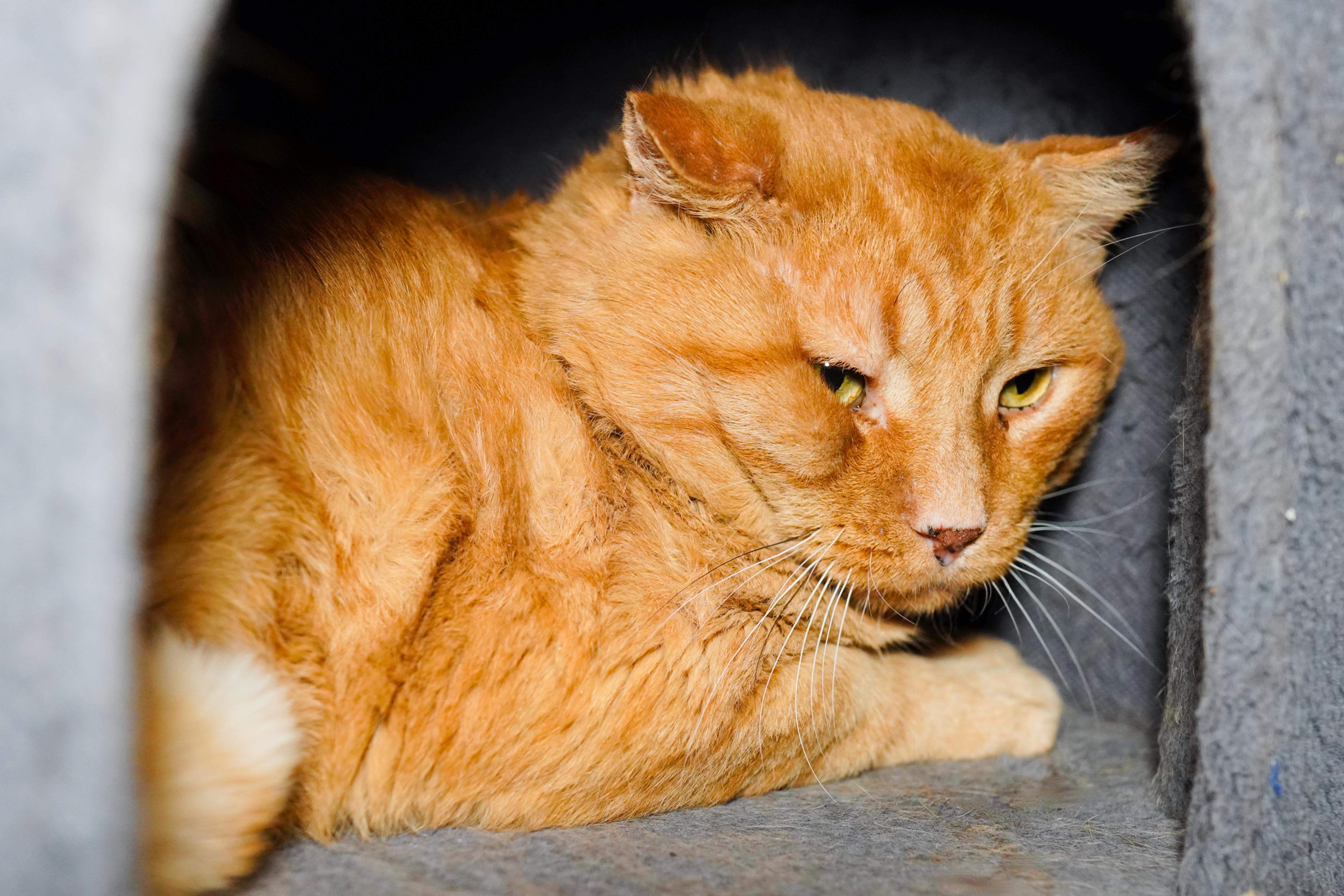 Garfield (FIV+), a ADOPTABLE Domestic Short Hair in Milwaukee, WI image 6/6