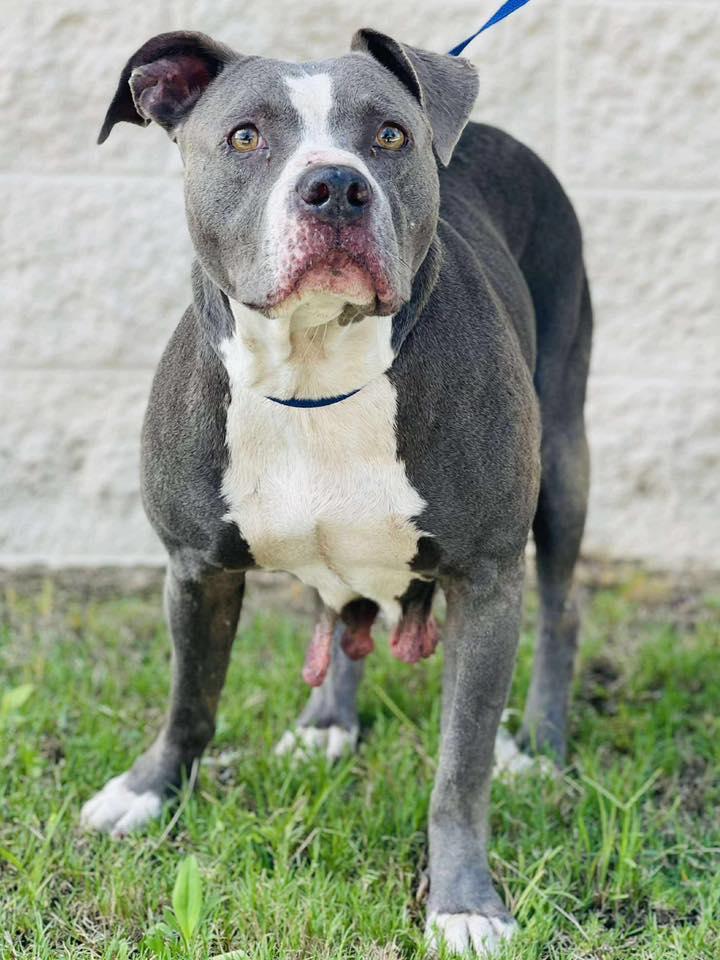 Enlarge AC#3337 "Vera", a Adoptable mixed breed in Conyers, GA image 1/1