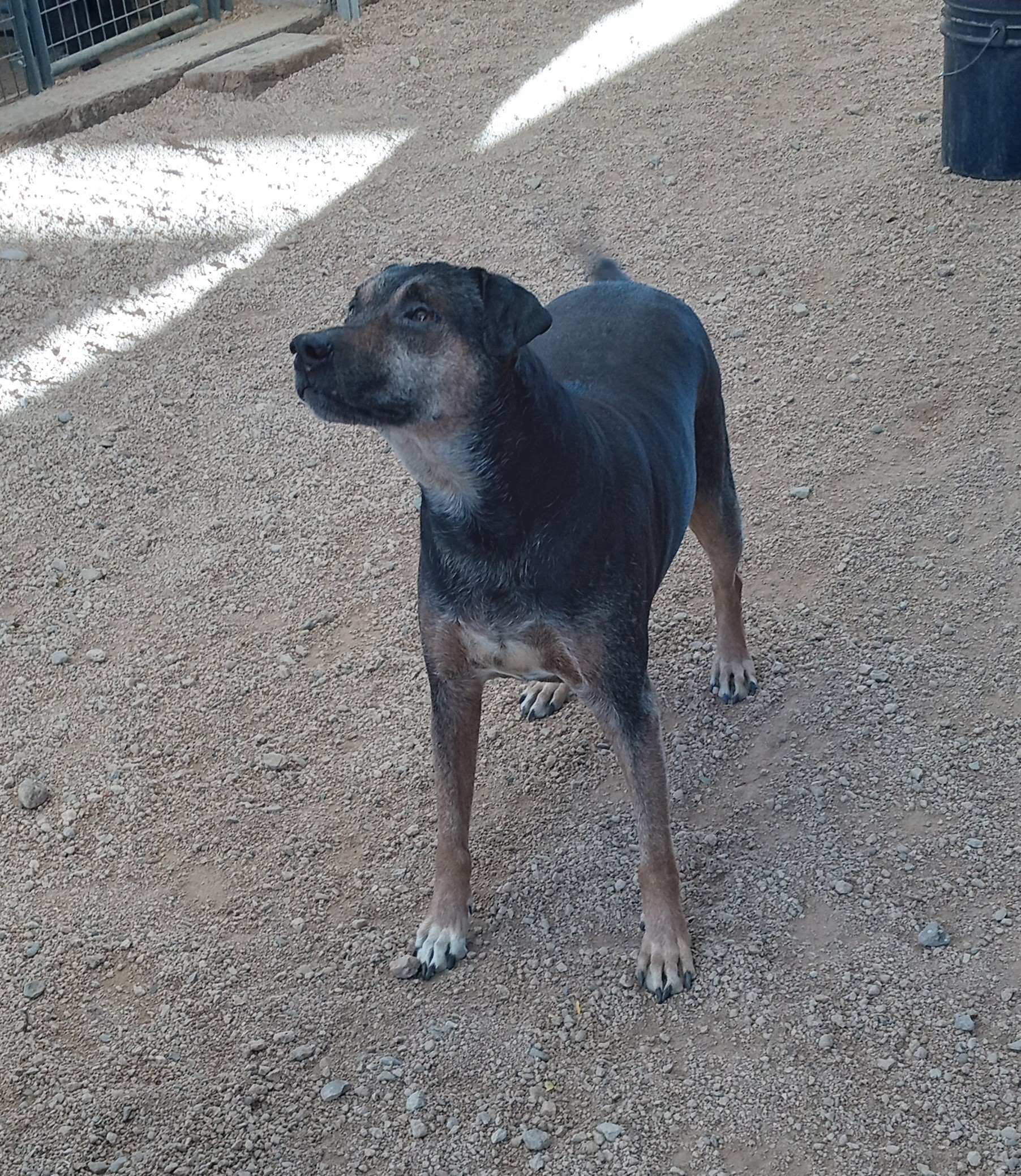 Toba, Adoptable, Adult Male Australian Shepherd & Australian Cattle Dog / Blue Heeler.