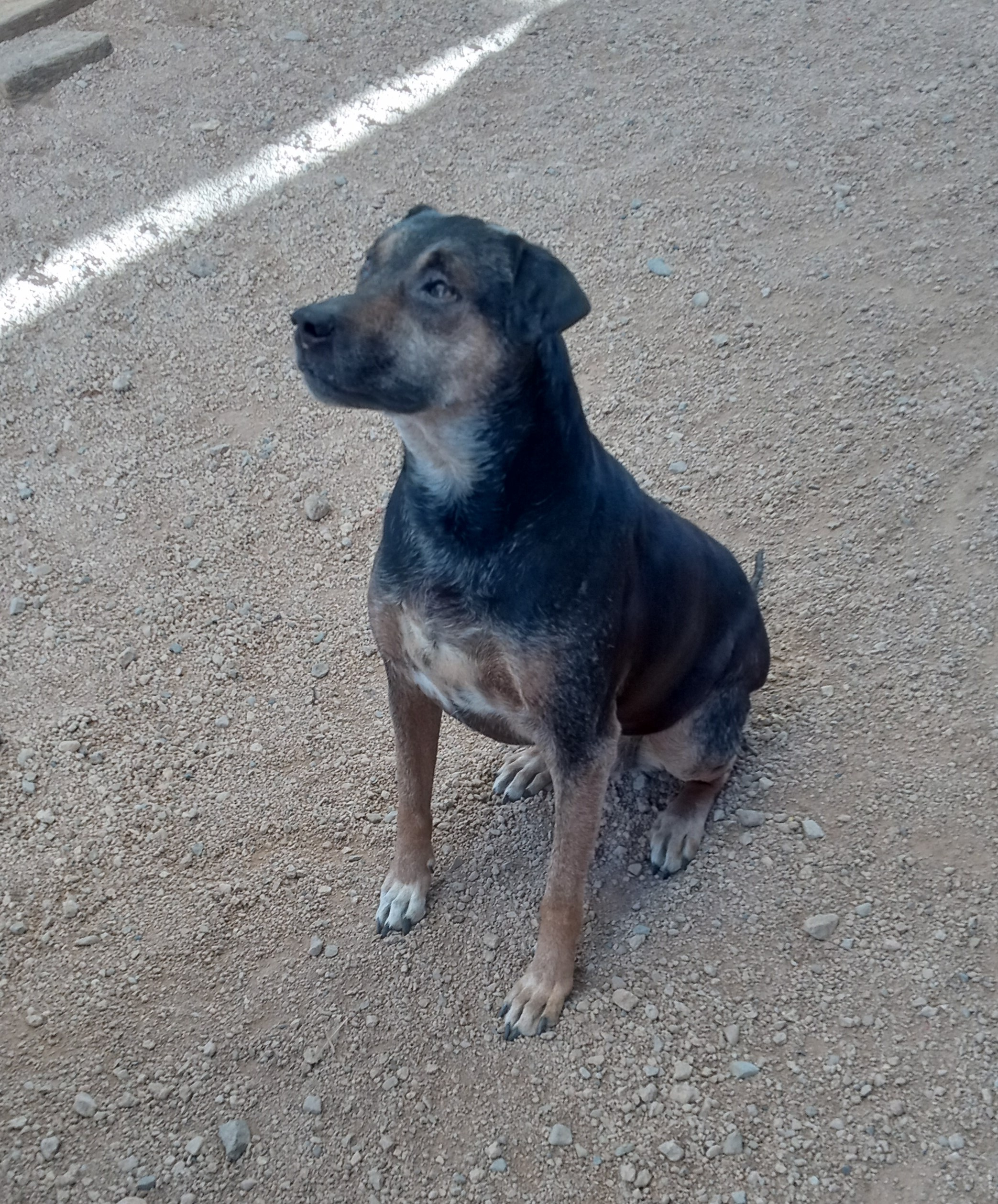 Toba, a Adoptable mixed breed in Golden Valley, AZ image 2/3