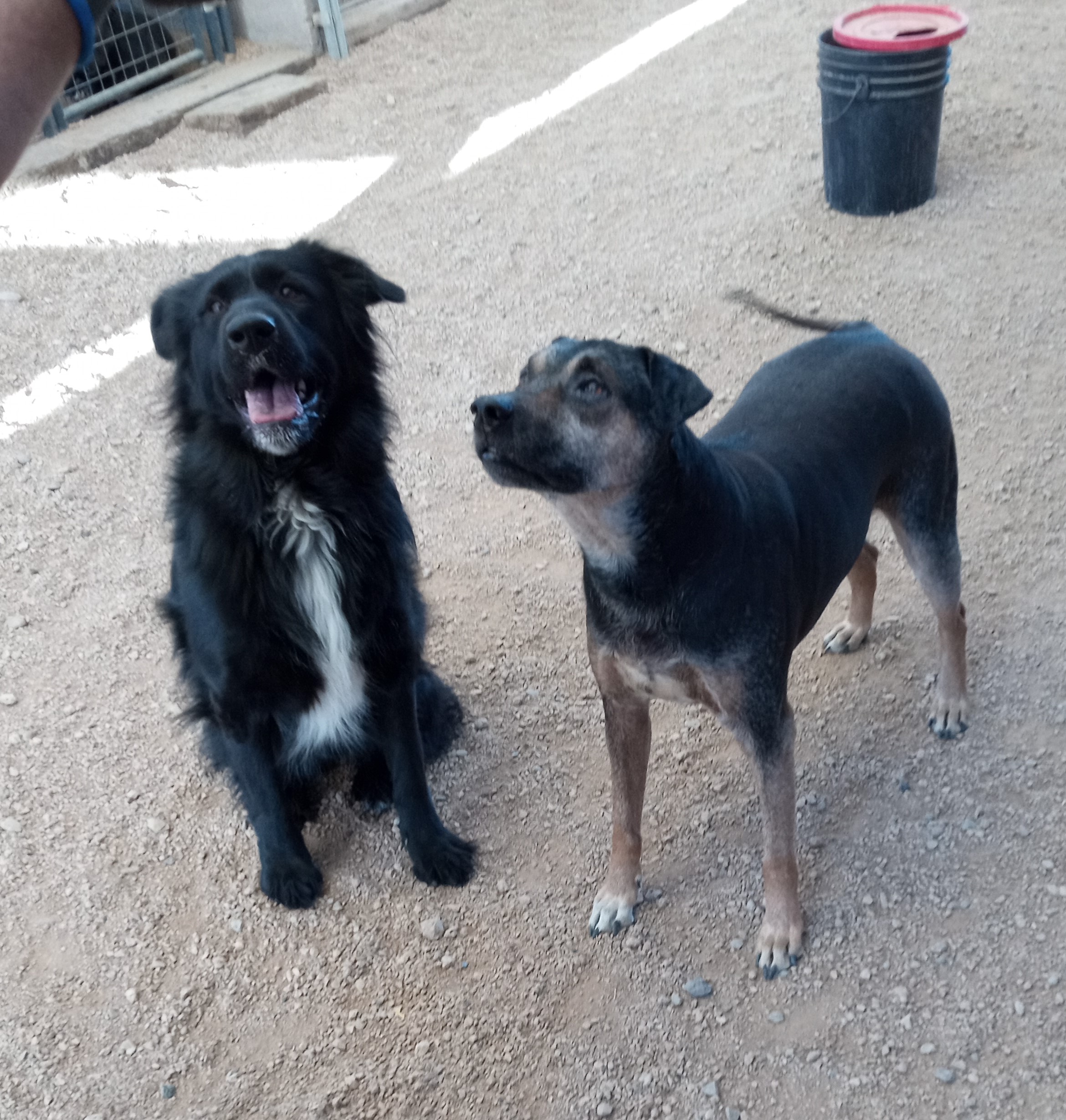 Toba, a Adoptable mixed breed in Golden Valley, AZ image 3/3