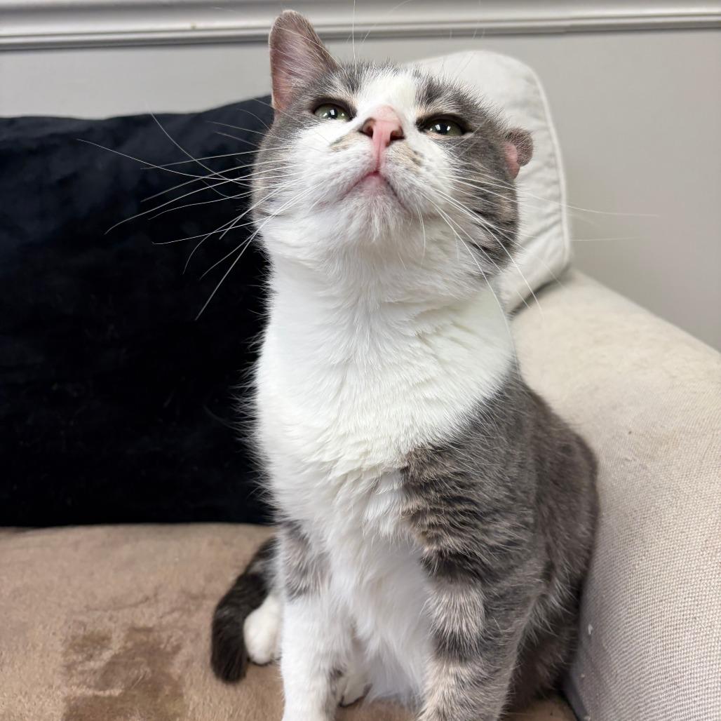 Enlarge Riley, a Adoptable Domestic Short Hair in Bloomington, IL image 1/5