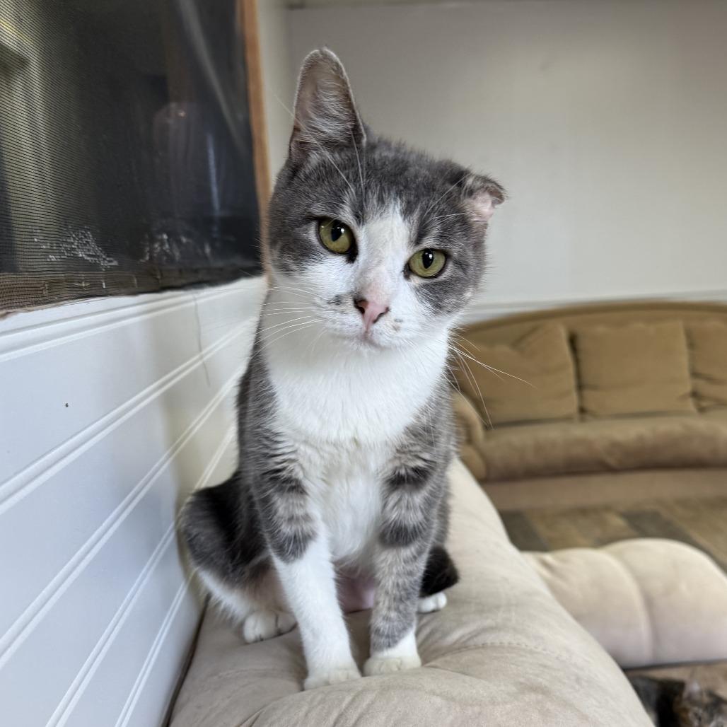 Riley, Adoptable, Young Female Domestic Short Hair.