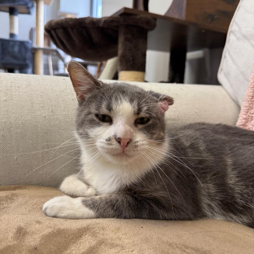 Enlarge Riley, a Adoptable Domestic Short Hair in Bloomington, IL image 2/3