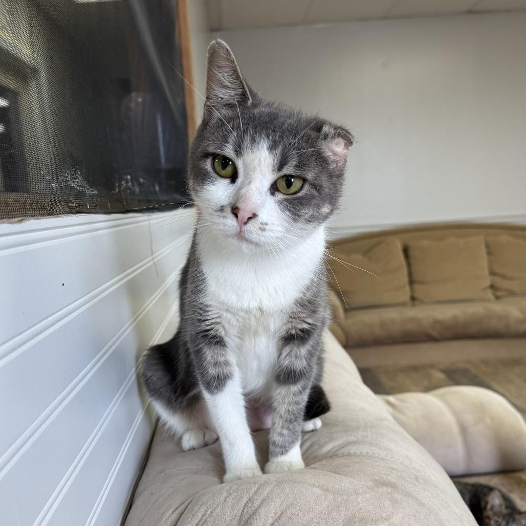 Enlarge Riley, a Adoptable Domestic Short Hair in Bloomington, IL image 3/3