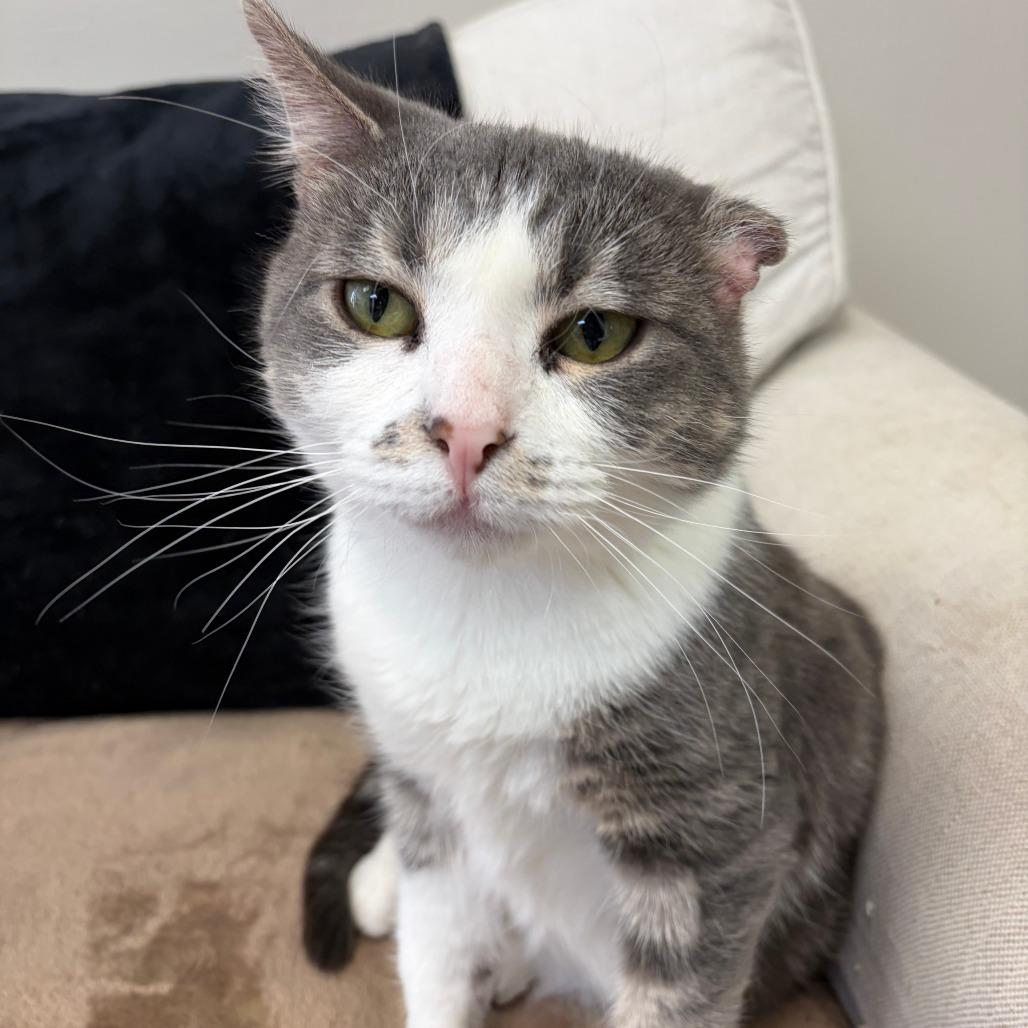 Enlarge Riley, a Adoptable Domestic Short Hair in Bloomington, IL image 5/5