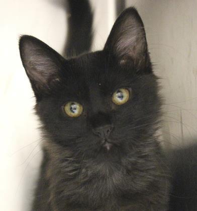 Draco, Adoptable, Senior Male Domestic Medium Hair.