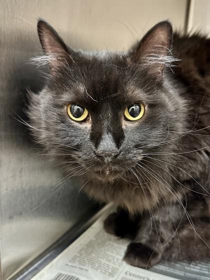 Draco, a Adoptable mixed breed in Wichita, KS image 2/3