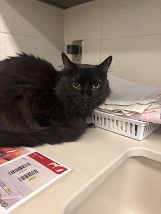 Draco, a Adoptable mixed breed in Wichita, KS image 3/3