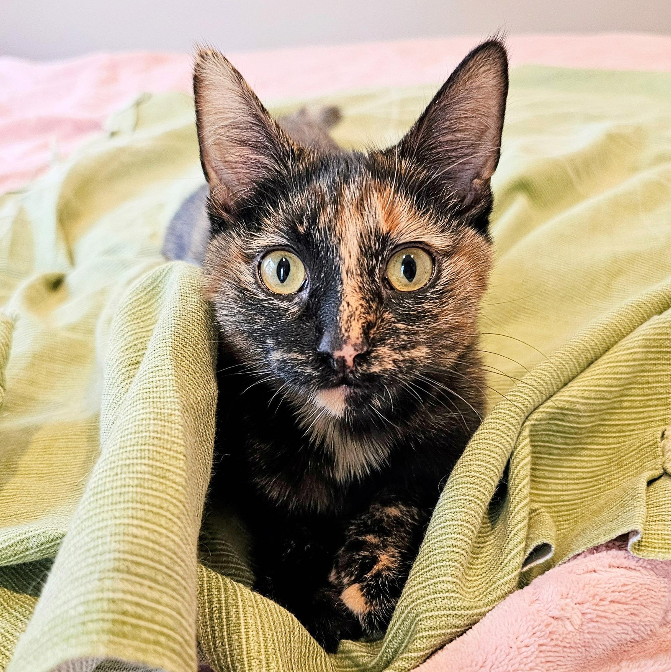 Cinnamon Toast