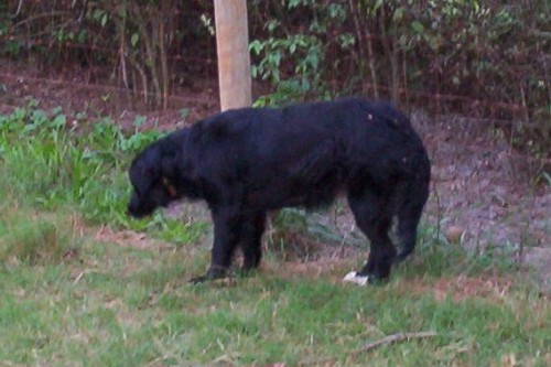 Enlarge Bertha, a Adopted mixed breed in Newborn, GA image 1/1