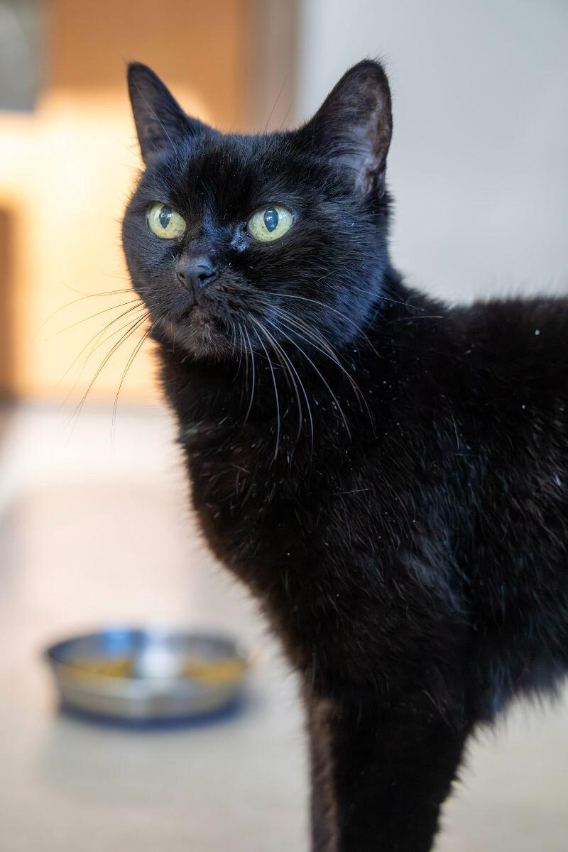 Patty, Adoptable, Senior Female Domestic Short Hair.