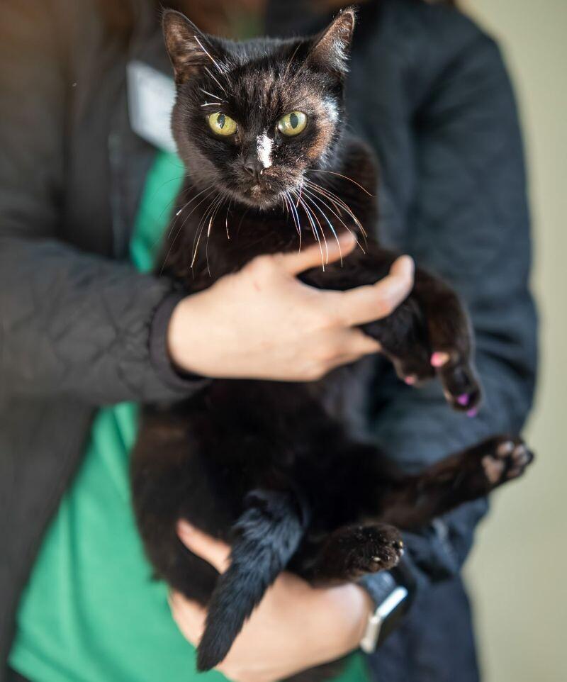 Enlarge Patty, a Adoptable Domestic Short Hair in Arlington, WA image 2/6