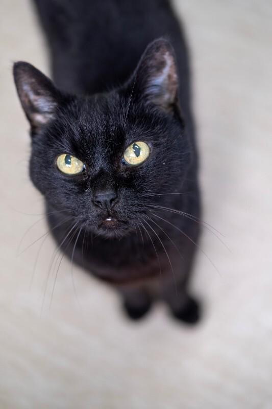 Enlarge Patty, a Adoptable Domestic Short Hair in Arlington, WA image 3/6