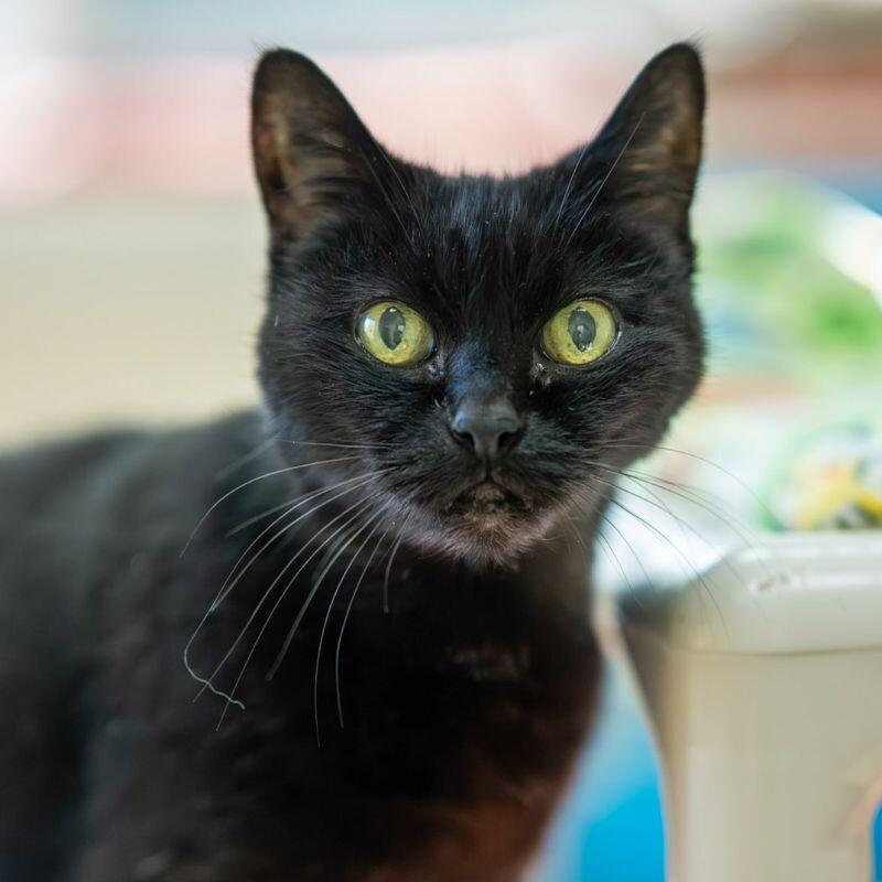 Enlarge Patty, a Adoptable Domestic Short Hair in Arlington, WA image 4/6