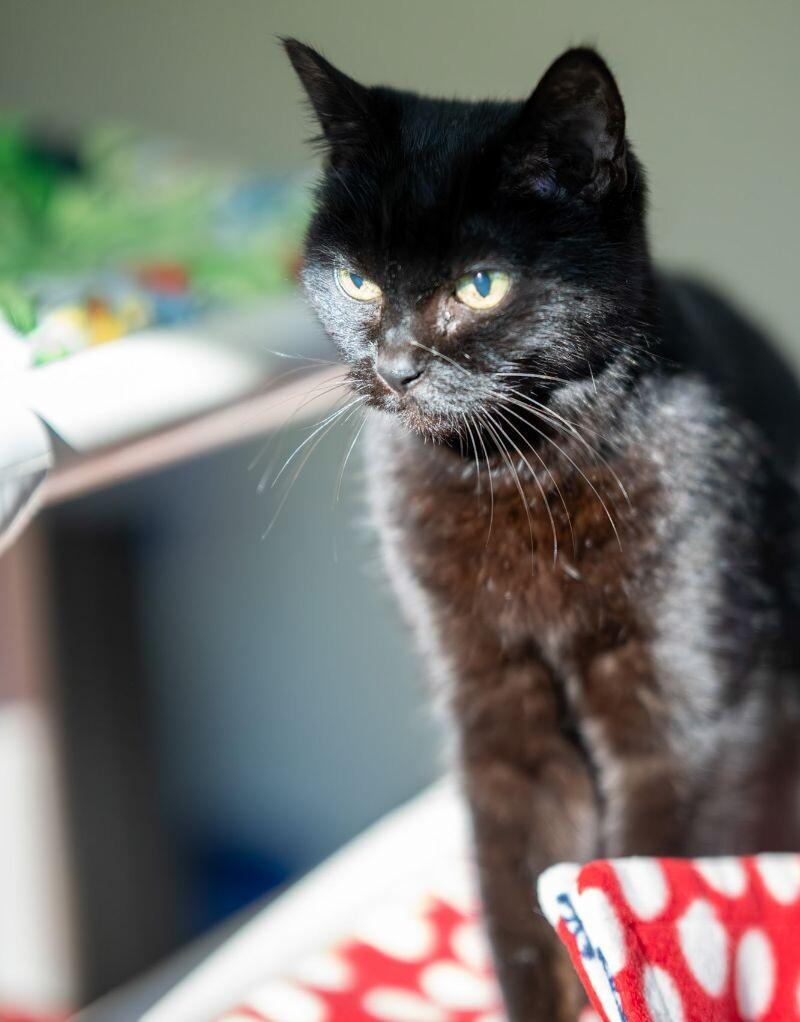Enlarge Patty, a Adoptable Domestic Short Hair in Arlington, WA image 5/6