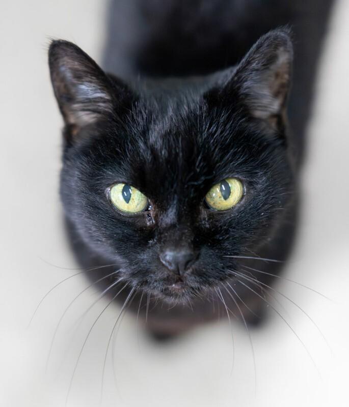 Enlarge Patty, a Adoptable Domestic Short Hair in Arlington, WA image 6/6