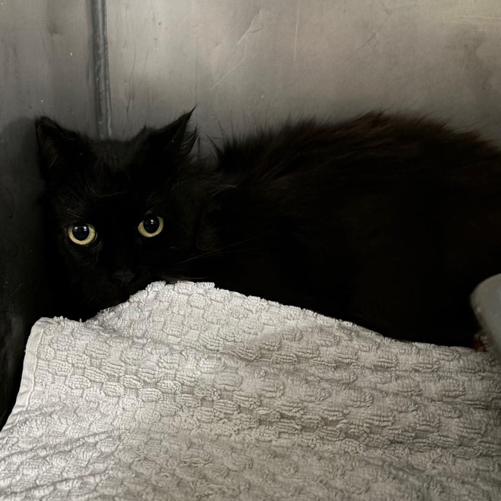 Pip, Adoptable, Young Female Domestic Long Hair.