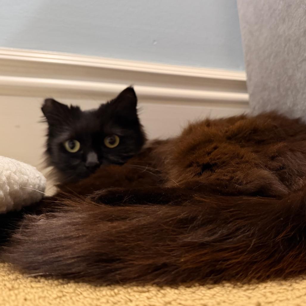 Pip, a Adoptable Domestic Long Hair in Morgan Hill, CA image 2/6