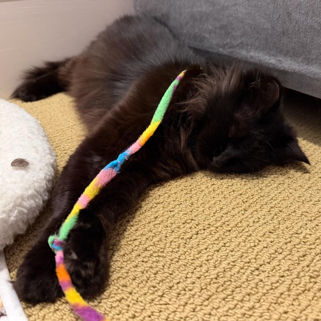 Pip, a Adoptable Domestic Long Hair in Morgan Hill, CA image 3/6