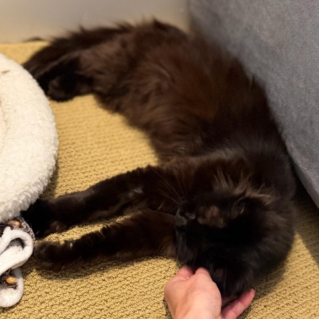Pip, a Adoptable Domestic Long Hair in Morgan Hill, CA image 4/6
