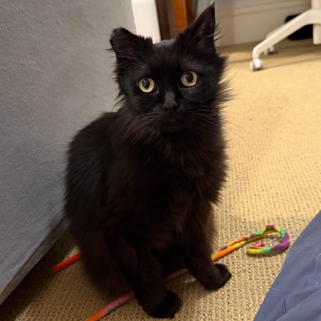 Pip, a Adoptable Domestic Long Hair in Morgan Hill, CA image 5/6