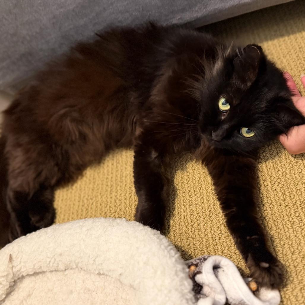 Pip, a Adoptable Domestic Long Hair in Morgan Hill, CA image 6/6
