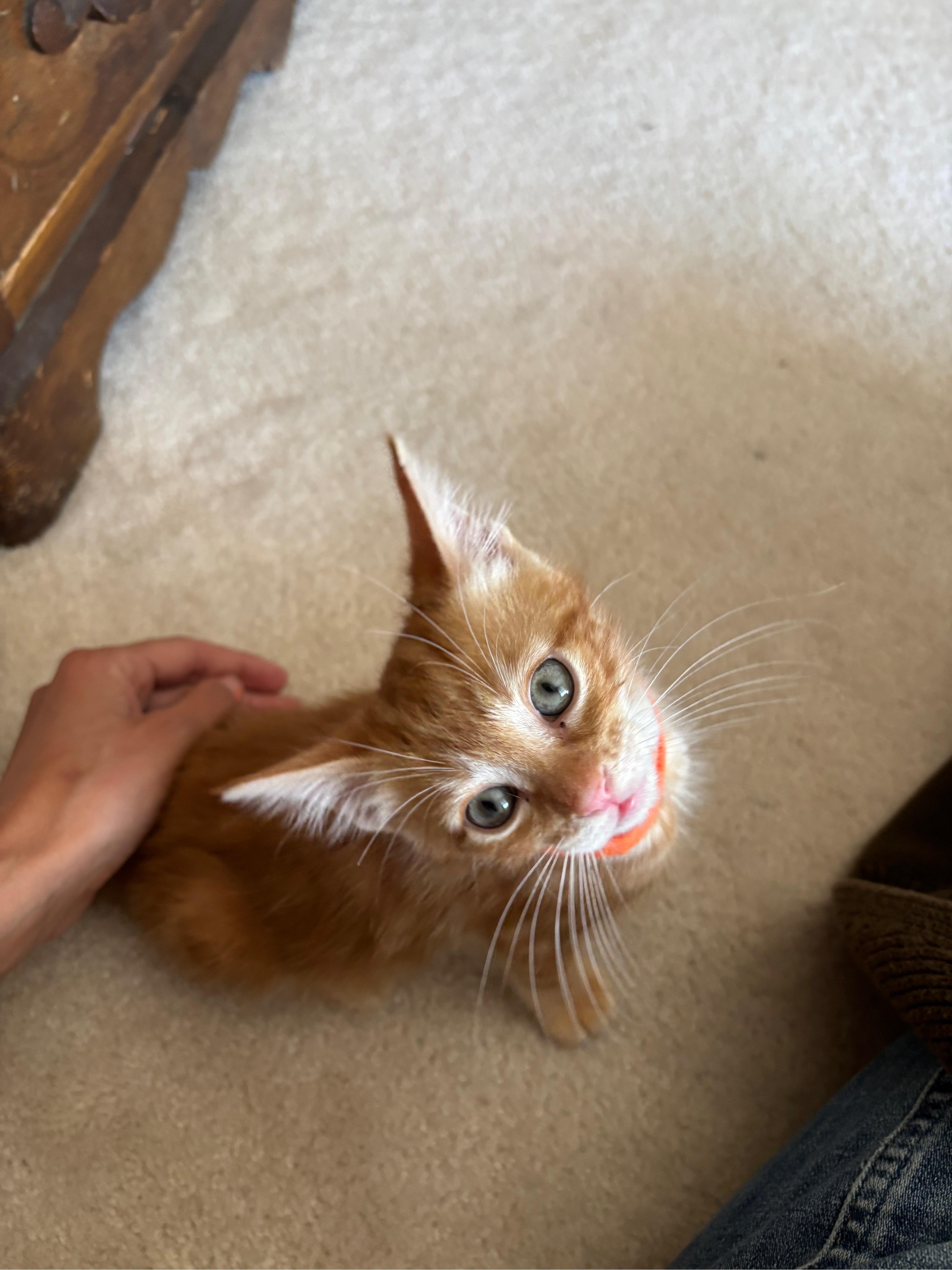 David, adopted, Young Male Domestic Short Hair.